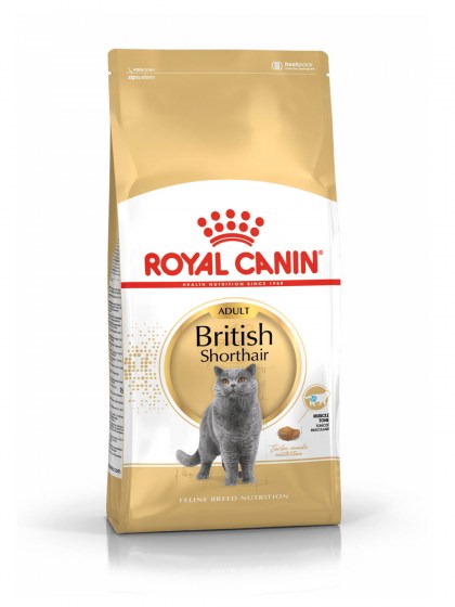 FBN BRITISH SHORTHAIR_web